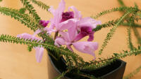 tul ikebana4 IMG 2031-2